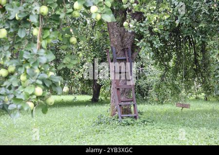 Apfelbaum mit grünen Äpfeln und Metallleiter in der Nähe des Baumstamms Stockfoto