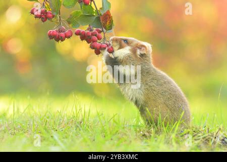 Hamster europäischer Cricetus cricetus isst Beeren Weißdornnnager eurasisches Schwarzbauchgrünland in den Feldern der Getreideweizenregion Stockfoto