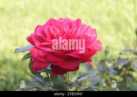 Eine große rote Blume im Garten auf grünem Blatthintergrund Stockfoto