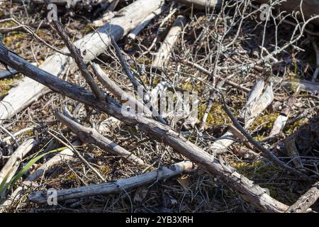 Ein Haufen gefallener Äste im Wald Stockfoto
