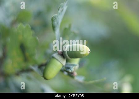 Grüne Eicheln mit einer Kappe auf einem Baum Stockfoto