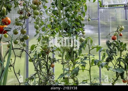 Tomatensämlinge Reifen im Gartengewächshaus Stockfoto