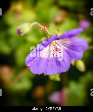 Überraschend ziemlich nah blühendes Pflanzenporträt von Geranium rozanne, Geranium 'Gerwat', Geranium hybridum 'Jolly Bee'. Darstellung, natürlich, Stockfoto