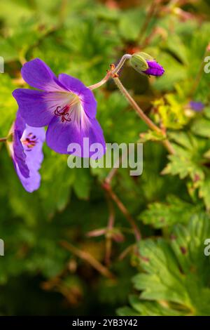 Überraschend ziemlich nah blühendes Pflanzenporträt von Geranium rozanne, Geranium 'Gerwat', Geranium hybridum 'Jolly Bee'. Darstellung, natürlich, Stockfoto