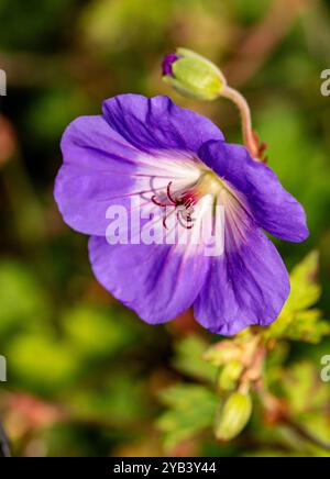 Überraschend ziemlich nah blühendes Pflanzenporträt von Geranium rozanne, Geranium 'Gerwat', Geranium hybridum 'Jolly Bee'. Darstellung, natürlich, Stockfoto