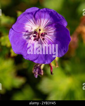 Überraschend ziemlich nah blühendes Pflanzenporträt von Geranium rozanne, Geranium 'Gerwat', Geranium hybridum 'Jolly Bee'. Darstellung, natürlich, Stockfoto