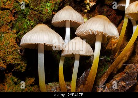 Mycena crocata (Safrondrop Bonnet) ist ein Pilz, der in Holzschutt und Laubstreu in Laubwäldern vorkommt. Sie kommt vor allem in Eurasien vor. Stockfoto