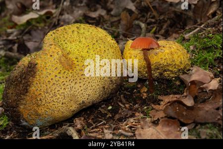 Zwei gewöhnliche Erdkugeln und ein Betrüger zwischen gefallenen Blättern Stockfoto