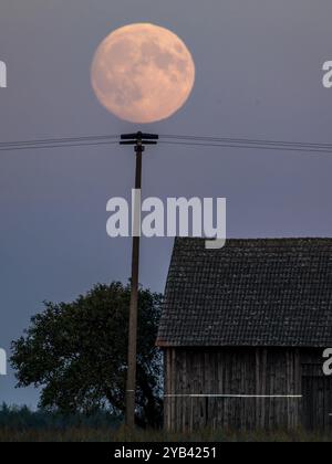 Leuthen, Deutschland. Oktober 2024. Der Mond befindet sich hinter einer Scheune am Abendhimmel kurz nach Sonnenuntergang. Morgen, Donnerstag, wird der Mond um 1,26 Uhr voll sein, aber zu diesem Zeitpunkt ist er nicht sichtbar. Mondaufgang ist gegen 5,50 Uhr. Der Mond ist ein sogenannter Supermond im Oktober, da er aufgrund seiner relativ geringen Entfernung zur Erde besonders groß erscheint. Vermerk: Frank Hammerschmidt/dpa/Alamy Live News Stockfoto