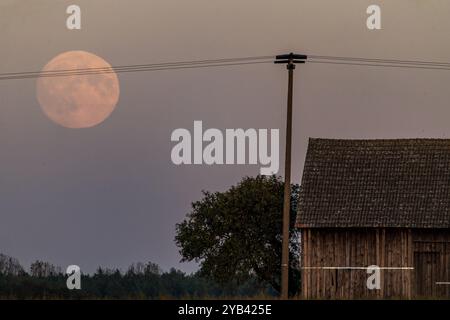 Leuthen, Deutschland. Oktober 2024. Der Mond befindet sich hinter einer Scheune am Abendhimmel kurz nach Sonnenuntergang. Morgen, Donnerstag, wird der Mond um 1,26 Uhr voll sein, aber zu diesem Zeitpunkt ist er nicht sichtbar. Mondaufgang ist gegen 5,50 Uhr. Der Mond ist ein sogenannter Supermond im Oktober, da er aufgrund seiner relativ geringen Entfernung zur Erde besonders groß erscheint. Vermerk: Frank Hammerschmidt/dpa/Alamy Live News Stockfoto