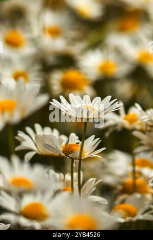 Nahaufnahme (Makro) mehrerer Oxeye Daises auf Wildblumenwiese Stockfoto
