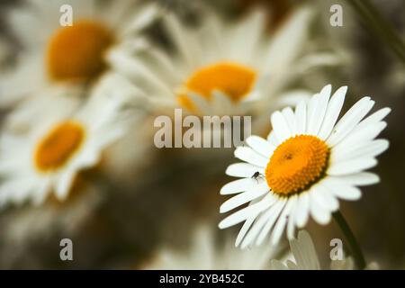 Nahaufnahme (Makro) mehrerer Oxeye Daises auf Wildblumenwiese Stockfoto
