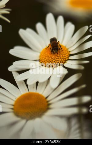 Nahaufnahme (Makro) mehrerer Oxeye Daises auf Wildblumenwiese Stockfoto