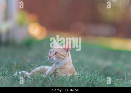 Eine orangene Tabbykatze liegt friedlich auf dem Gras und blickt mit einem ruhigen und ruhigen Ausdruck nach oben. Die warme, natürliche Beleuchtung und der sanfte Bokeh-Effekt i Stockfoto