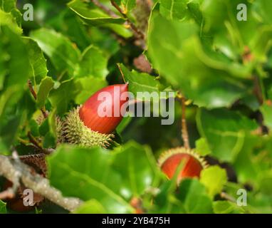 Eicheln Reifen auf einer portugiesischen Eiche - Quercus faginea. Herbst. Oeiras, Portugal. Stockfoto