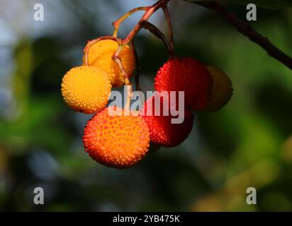 Bunte Früchte des Arbutus unedo - Erdbeerbaum ein immergrüner Sträucher oder kleiner Baum aus der Familie der Ericaceae. Heimisch auf der Iberischen Halbinsel. Stockfoto