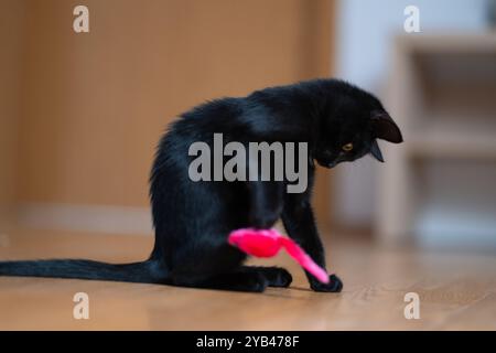 Eine schlanke schwarze Katze liegt drinnen auf einem Holzboden und konzentriert sich intensiv auf ein kleines rosafarbenes Spielzeug. Die verspielte Haltung der Katze und die scharfen gelben Augen betonen sie Stockfoto