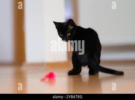 Eine schlanke schwarze Katze liegt drinnen auf einem Holzboden und konzentriert sich intensiv auf ein kleines rosafarbenes Spielzeug. Die verspielte Haltung der Katze und die scharfen gelben Augen betonen sie Stockfoto