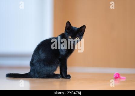 Eine schlanke schwarze Katze liegt drinnen auf einem Holzboden und konzentriert sich intensiv auf ein kleines rosafarbenes Spielzeug. Die verspielte Haltung der Katze und die scharfen gelben Augen betonen sie Stockfoto