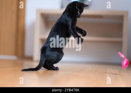 Eine schlanke schwarze Katze liegt drinnen auf einem Holzboden und konzentriert sich intensiv auf ein kleines rosafarbenes Spielzeug. Die verspielte Haltung der Katze und die scharfen gelben Augen betonen sie Stockfoto