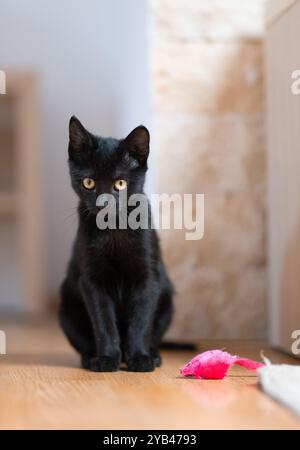 Eine schlanke schwarze Katze liegt drinnen auf einem Holzboden und konzentriert sich intensiv auf ein kleines rosafarbenes Spielzeug. Die verspielte Haltung der Katze und die scharfen gelben Augen betonen sie Stockfoto