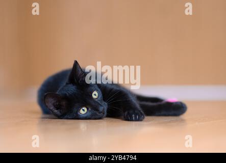 Eine elegante schwarze Katze liegt bequem auf einem glatten Holzboden drinnen und blickt mit ihren hellgelben Augen neugierig nach vorne. Die entspannte Haltung und weich Stockfoto