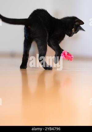 Eine schlanke schwarze Katze liegt drinnen auf einem Holzboden und konzentriert sich intensiv auf ein kleines rosafarbenes Spielzeug. Die verspielte Haltung der Katze und die scharfen gelben Augen betonen sie Stockfoto