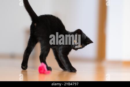 Eine schlanke schwarze Katze liegt drinnen auf einem Holzboden und konzentriert sich intensiv auf ein kleines rosafarbenes Spielzeug. Die verspielte Haltung der Katze und die scharfen gelben Augen betonen sie Stockfoto