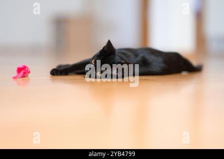 Eine elegante schwarze Katze liegt bequem auf einem glatten Holzboden drinnen und blickt mit ihren hellgelben Augen neugierig nach vorne. Die entspannte Haltung und weich Stockfoto