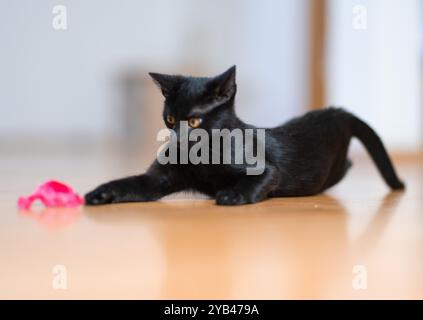 Eine schlanke schwarze Katze liegt drinnen auf einem Holzboden und konzentriert sich intensiv auf ein kleines rosafarbenes Spielzeug. Die verspielte Haltung der Katze und die scharfen gelben Augen betonen sie Stockfoto