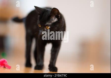 Eine schlanke schwarze Katze liegt drinnen auf einem Holzboden und konzentriert sich intensiv auf ein kleines rosafarbenes Spielzeug. Die verspielte Haltung der Katze und die scharfen gelben Augen betonen sie Stockfoto