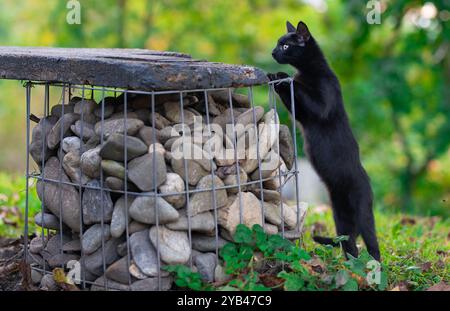 Eine verspielte schwarze Katze steht auf ihren Hinterbeinen und lehnt sich an eine mit Steinen gefüllte Drahtstruktur im Freien. Das lebhafte Grün im Hinterland Stockfoto