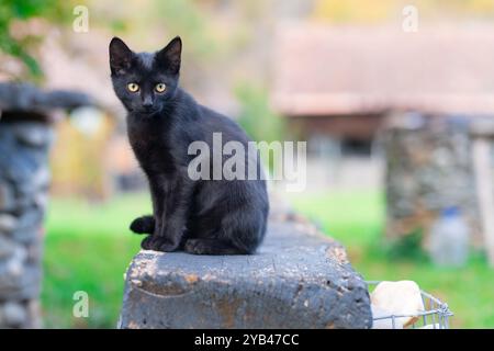 Eine elegante schwarze Katze sitzt friedlich draußen auf einer Holzoberfläche, mit einem weichen, verschwommenen Hintergrund, der das glänzende Fell der Katze betont und Sie fesselnd macht Stockfoto