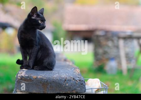 Eine elegante schwarze Katze sitzt friedlich draußen auf einer Holzoberfläche, mit einem weichen, verschwommenen Hintergrund, der das glänzende Fell der Katze betont und Sie fesselnd macht Stockfoto