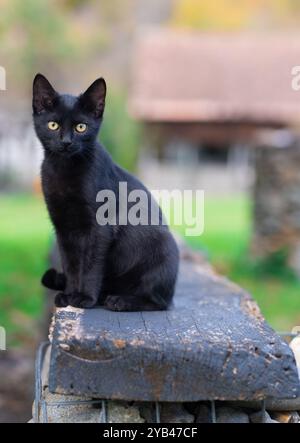 Eine elegante schwarze Katze sitzt friedlich draußen auf einer Holzoberfläche, mit einem weichen, verschwommenen Hintergrund, der das glänzende Fell der Katze betont und Sie fesselnd macht Stockfoto