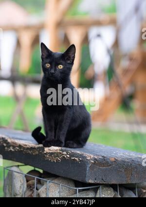 Eine elegante schwarze Katze sitzt friedlich draußen auf einer Holzoberfläche, mit einem weichen, verschwommenen Hintergrund, der das glänzende Fell der Katze betont und Sie fesselnd macht Stockfoto