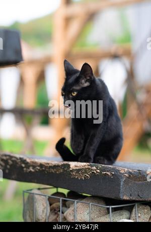 Eine elegante schwarze Katze sitzt friedlich draußen auf einer Holzoberfläche, mit einem weichen, verschwommenen Hintergrund, der das glänzende Fell der Katze betont und Sie fesselnd macht Stockfoto