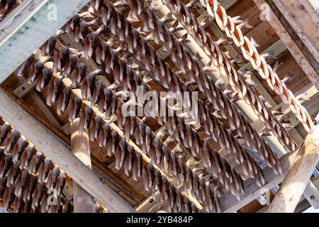 Trockenfische oder getrockneter Kabeljau auf Holzregalen auf den Lofoten-Inseln in Norwegen. Traditionelle Art, Fisch in Nordnorwegen zu trocknen Stockfoto