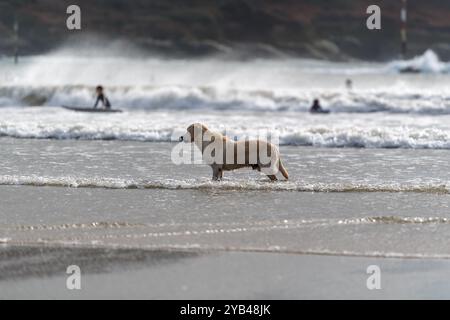 Ein Retriever-Hund, der in den Untiefen vor den Wellen steht, von Sturm Brian, der in der Herbstsaison auf North Sands kommt Stockfoto