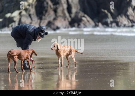 Blonde Frau, eingewickelt in warme Kleidung, interagiert mit zwei sandfarbenen Hunden an einem nassen Sandstrand, mit Reflexen im Sand. Stockfoto