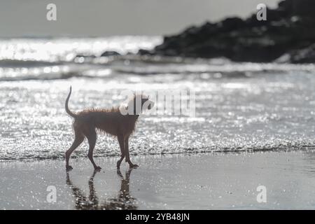 Shaggy, nass, Hund, der entlang des nassen Sandes in den seichten Gewässern von North Sands läuft, wobei der Herbststurm Brian größere Schwellen als sonst in der Mündung verursacht. Stockfoto