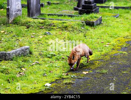 Ein Stadtfuchs sucht auf einem Friedhof nach Nahrung Stockfoto