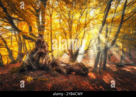 Magische alte Bäume mit Sonnenstrahlen bei Sonnenaufgang im Herbst. Herbstfarben Stockfoto