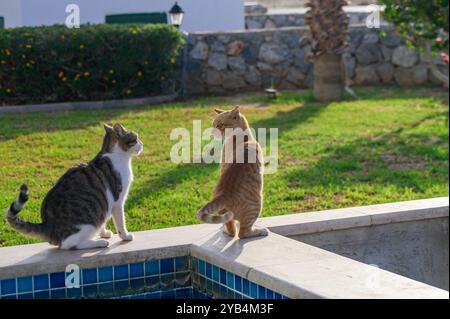 Zwei reizende Katzen, eine gestreifte und eine orange, sitzen neben einem glitzernden Pool und genießen goldene Sonne in einem üppigen Gartenbereich voller lebendiger gre Stockfoto