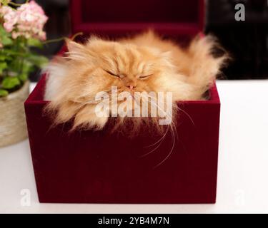 Eine flauschige orangene Perserkatze liegt bequem in einem kleinen roten Kasten mit geschlossenen Augen Stockfoto