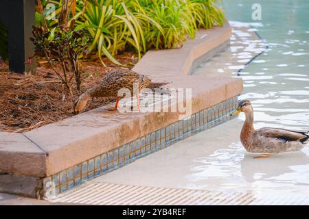 Enten in einem Swimmingpool auf dem Wasser, einer am Rand Stockfoto