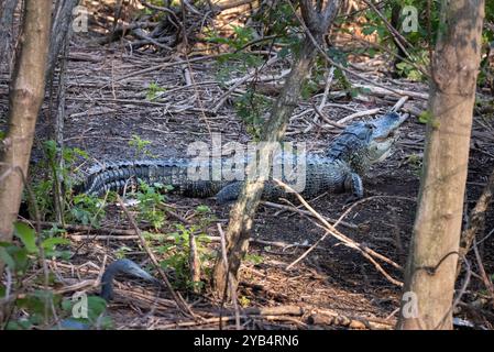 Auf dem Cypress Wetlands Trail in Port Royal, South Carolina, auf den Sea Islands, gibt es eine Vielzahl von Tieren und Pflanzen. Stockfoto