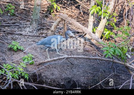 Auf dem Cypress Wetlands Trail in Port Royal, South Carolina, auf den Sea Islands, gibt es eine Vielzahl von Tieren und Pflanzen. Stockfoto