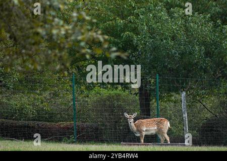 Kronberg, Hessen, Deutschland. Oktober 2024. Ein Hirsch im Opel Zoo blickt auf die Straße in Kronberg. (Kreditbild: © Matias Basualdo/ZUMA Press Wire) NUR REDAKTIONELLE VERWENDUNG! Nicht für kommerzielle ZWECKE! Stockfoto