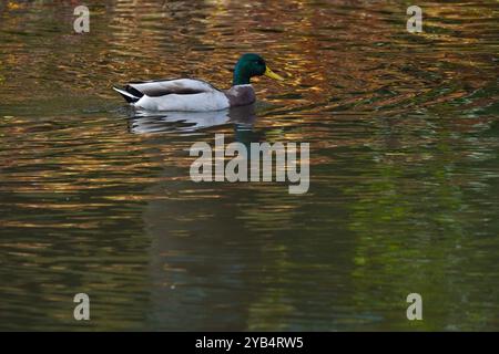 Kronberg, Hessen, Deutschland. Oktober 2024. Eine Ente schwimmt in einem Teich mit den Herbstfarben der Bäume, die sich im Wasser in Kronberg spiegeln. (Kreditbild: © Matias Basualdo/ZUMA Press Wire) NUR REDAKTIONELLE VERWENDUNG! Nicht für kommerzielle ZWECKE! Stockfoto